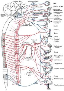 Рис.2. Вегетативная (автономная) нервная система
